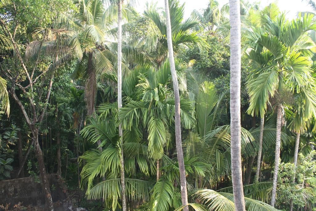 Greenview Homestay Kochi Room photo